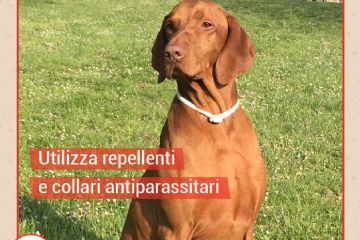 Utilizza repellenti e collari antiparassitari