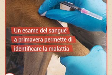 Un esame del sangue a primavera permette di identificare la malattia