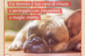 Fai dormire il tuo cane al chiuso e proteggilo con zanzariere a maglie strette 